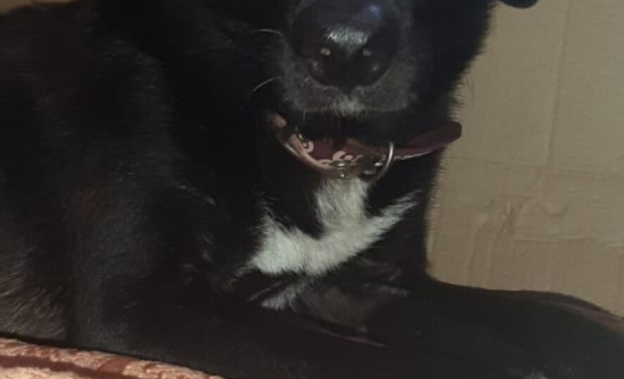 /Я смотрю на людей и влюбляюсь в собак.../