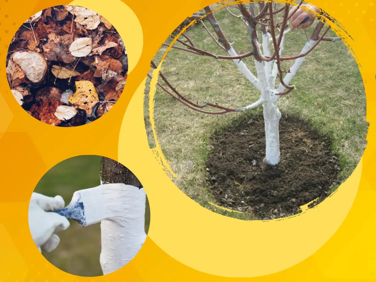 Уборка листьев, своевременная обрезка поврежденных веток, побелка и уборка и рыхление приствольных кругов - тоже меры защиты сада!