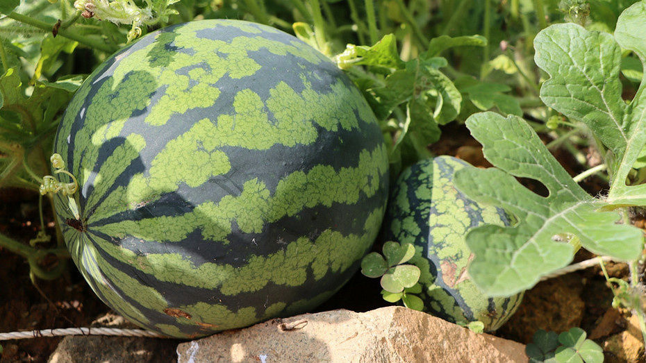 Здесь и далее фото Unsplash