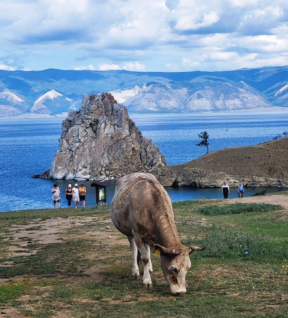 Корова у бурят - главная героиня национальных блюд и традиционный символ