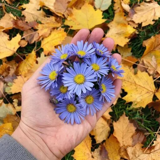   Сентябринка — цветок осени Мария Казённова