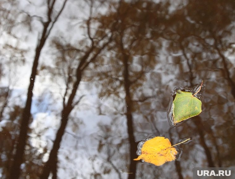    Что делать, чтобы защитить сад осенью