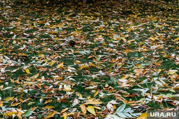     Первым делом нужно избавиться от садового мусора Денис Моргунов © URA.RU