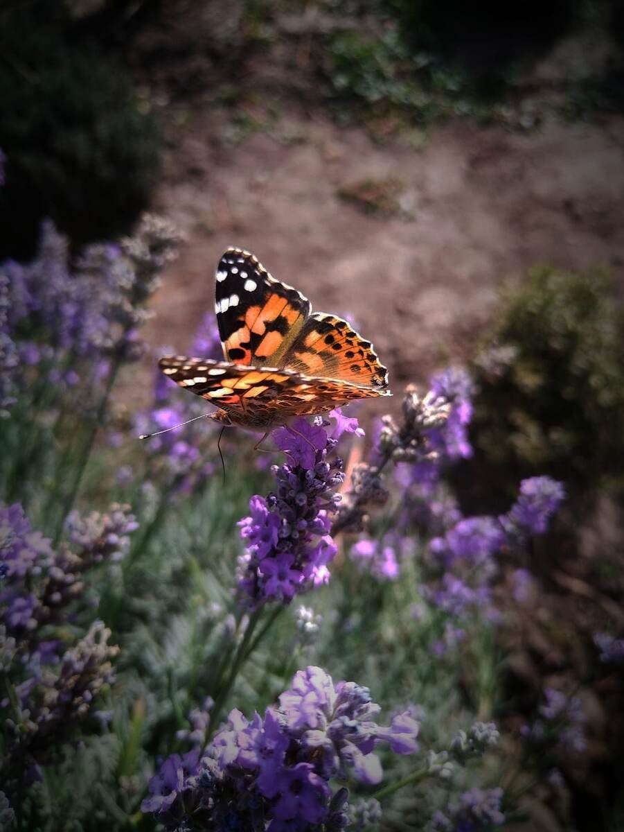 Бабочка Репейница. Фото автора