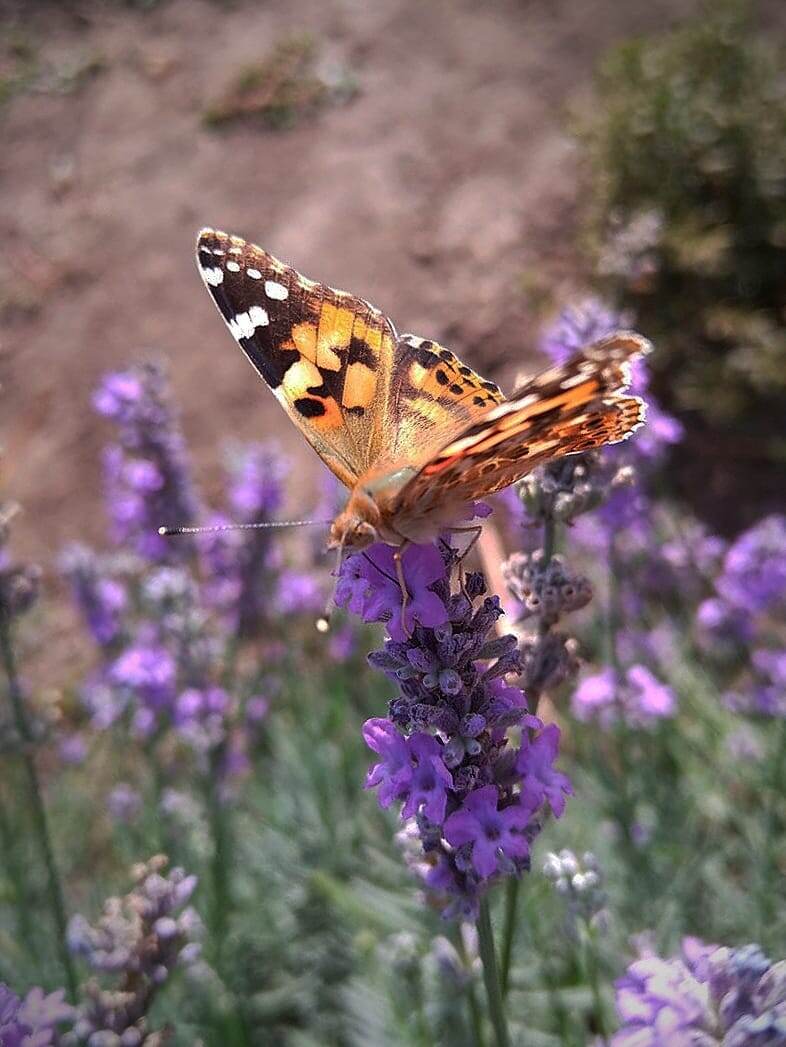 Бабочка Репейница. Фото автора.