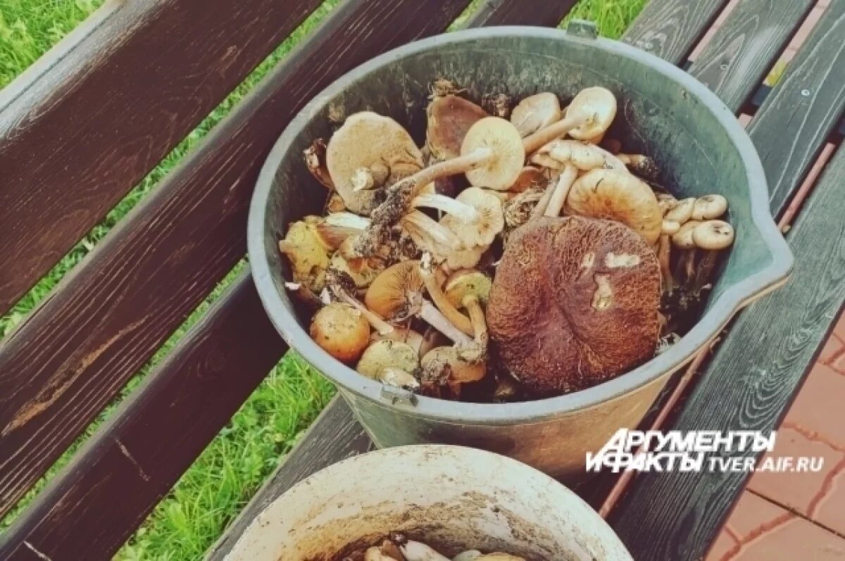    Тверские грибники хвастаются рекордными урожаями в соцсетях