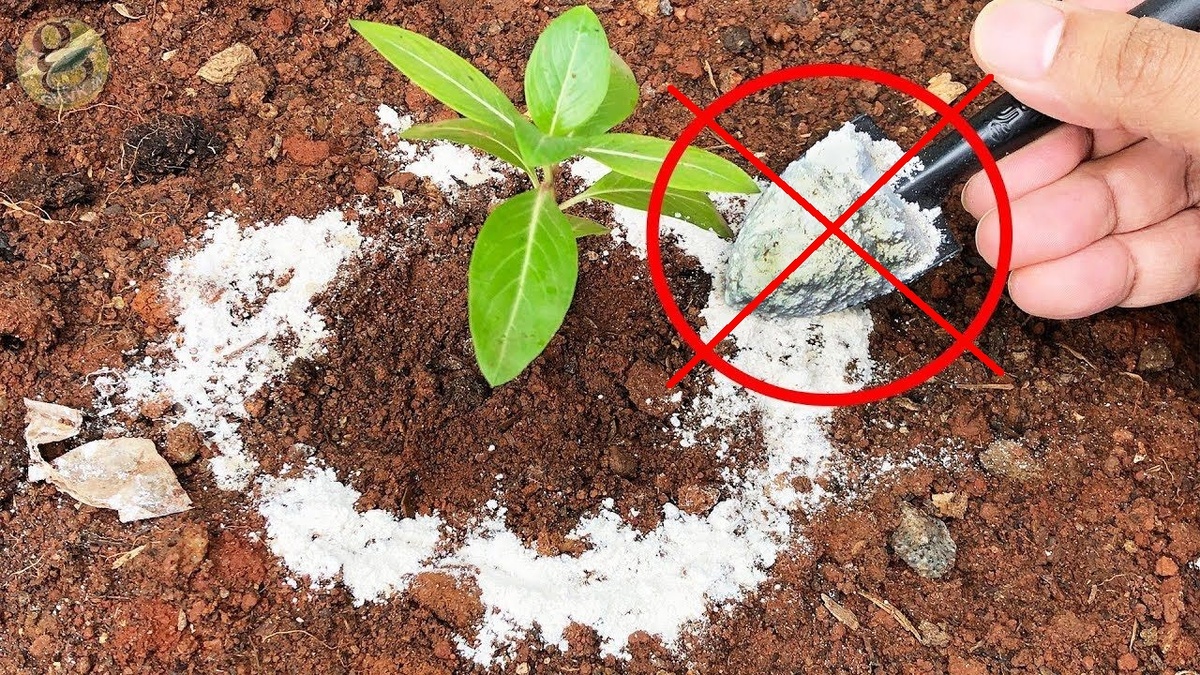 Растения, которым категорически противопоказана зола