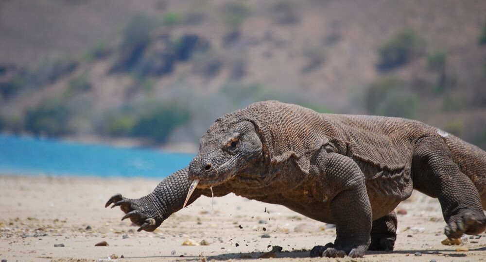 Самые большие хищники нашей планеты!