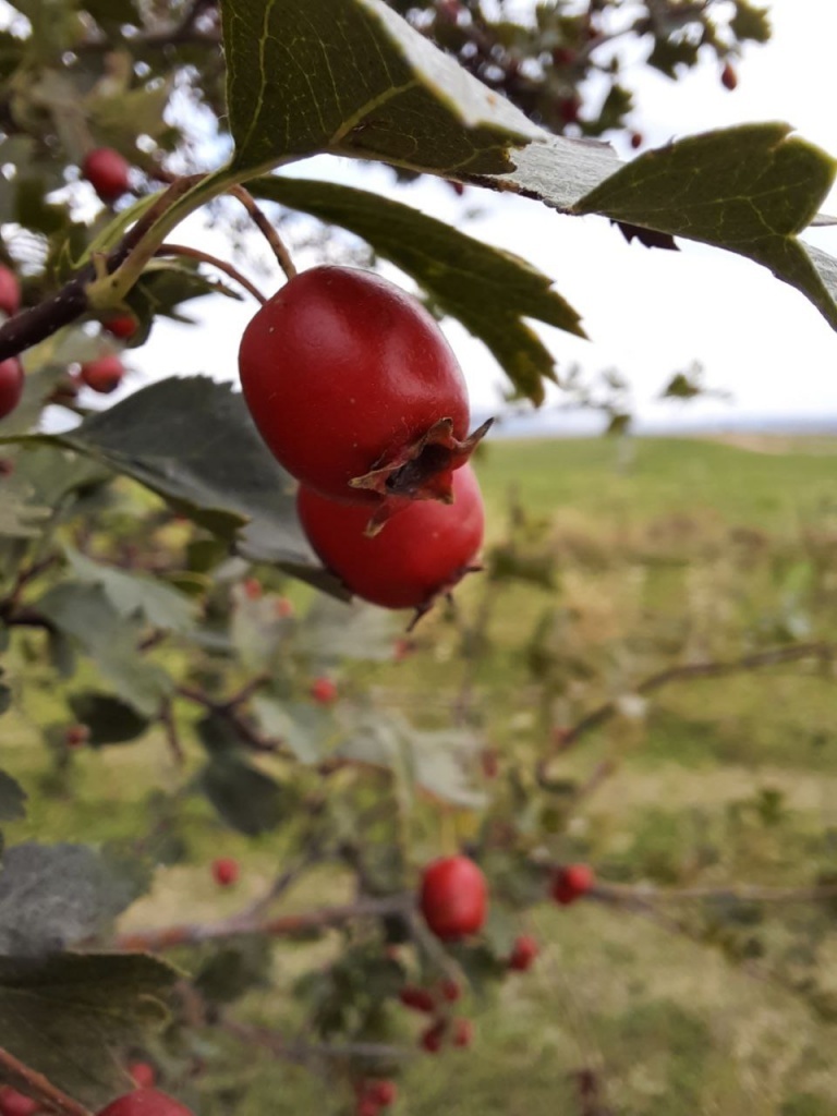 Боярышник однопестичный (Crataegus monogyna). Автор фото Л. Фенева