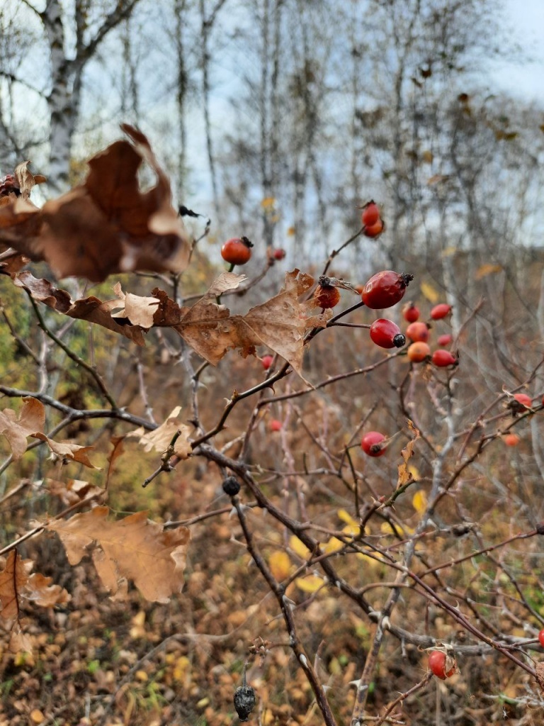 Шиповник собачий (Rosa canina). Автор фото Л. Фенева