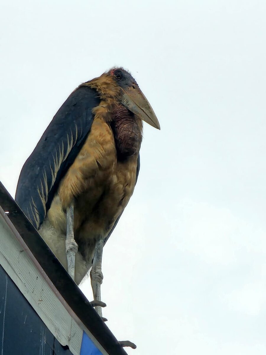 Аист-марабу смотрит на вас с высокомерием