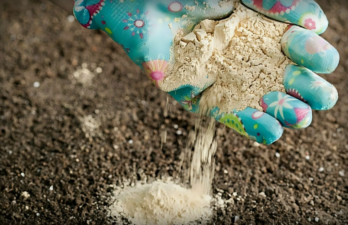 Оптимальное время  осень, под перекопку.