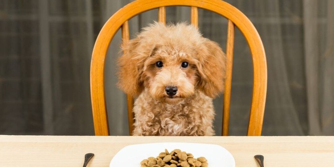 Щенок не ест корм, но ест пуговицы: что нашлось в швейной коробке