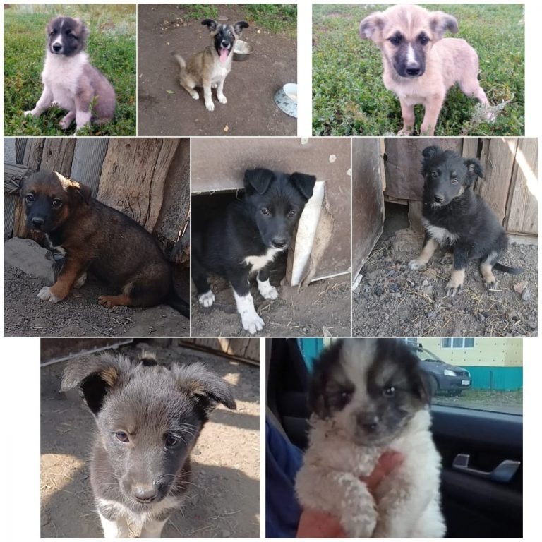    В Кувандыке эвакуированных во время пожара собак вернули в приют Антон Пичурин