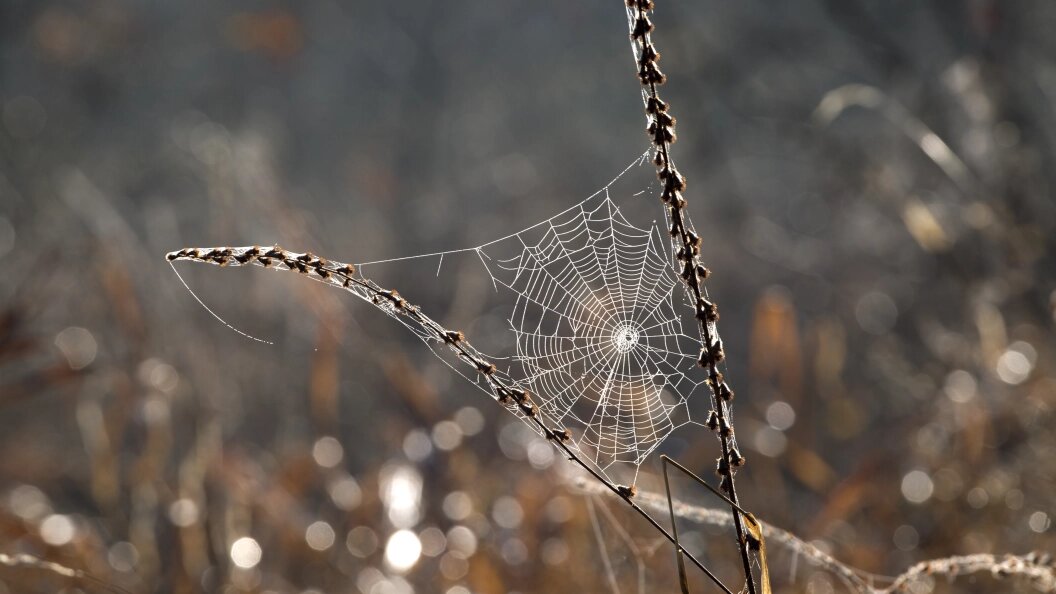    Nikolay Gyngazov/Globallookpress