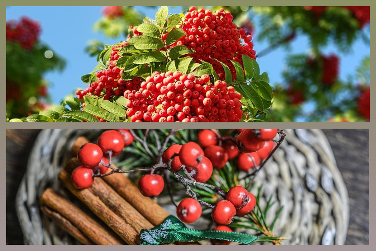 Рябина/pixabay.com