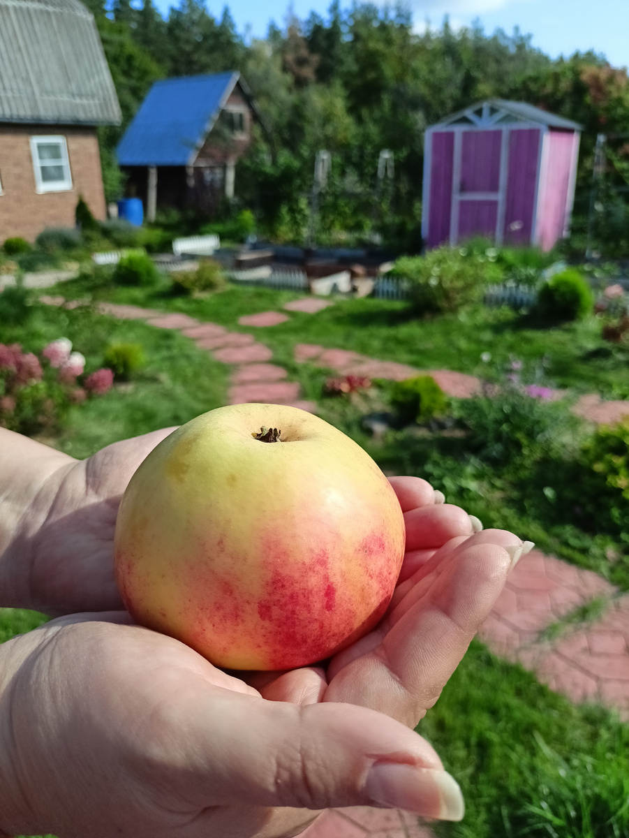 Коричное полосатое