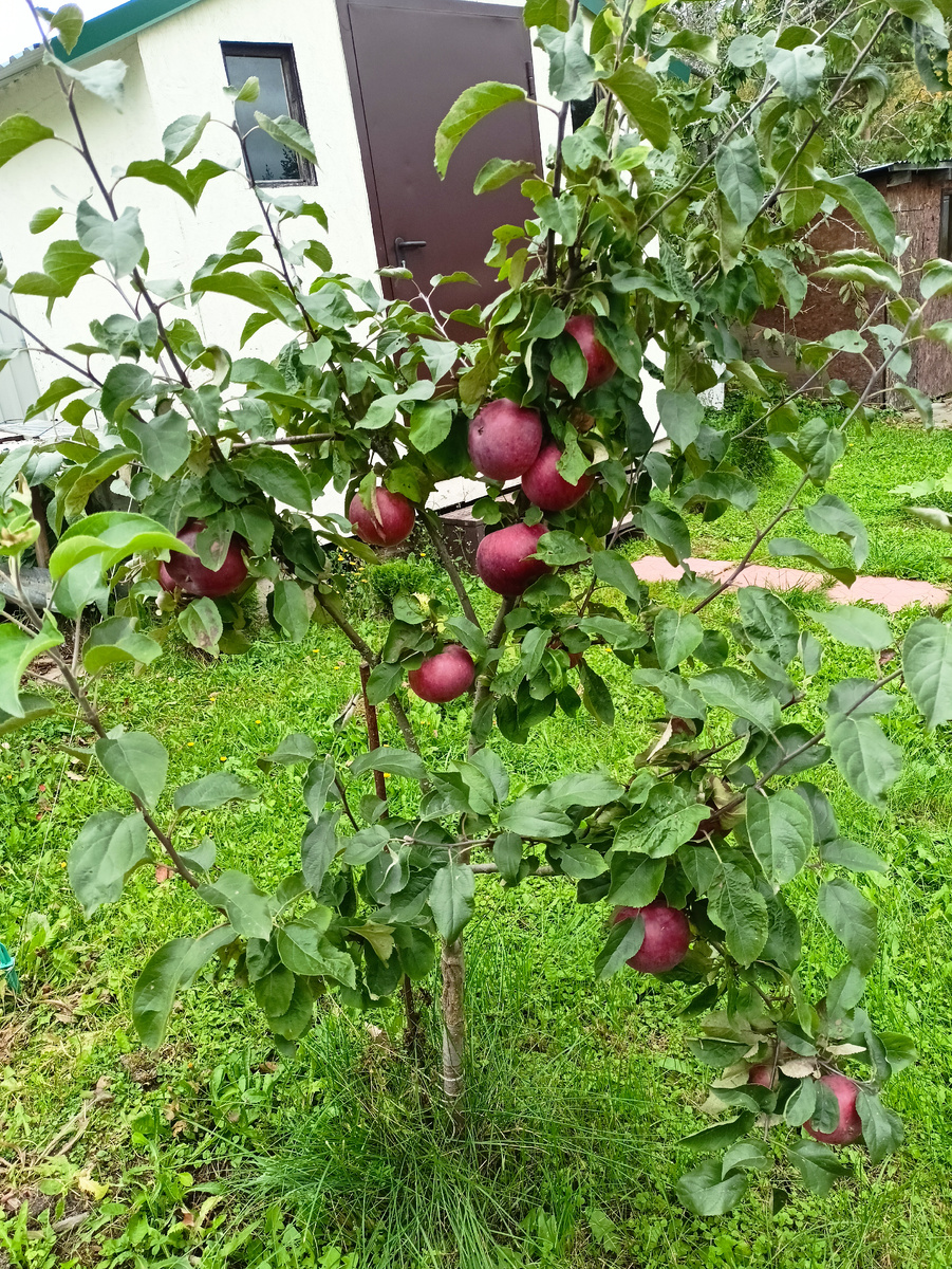Белорусское сладкое