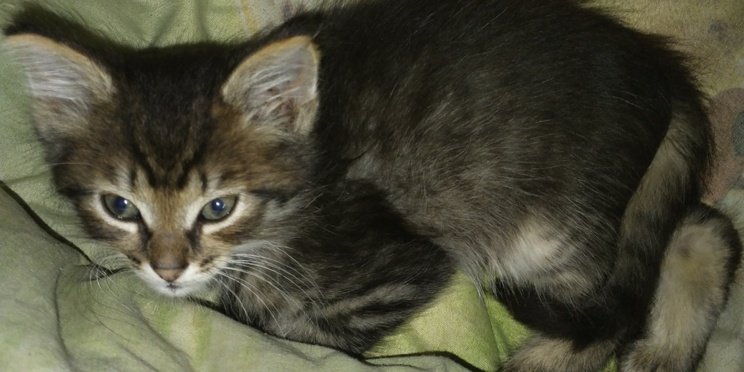 У нас новый житель