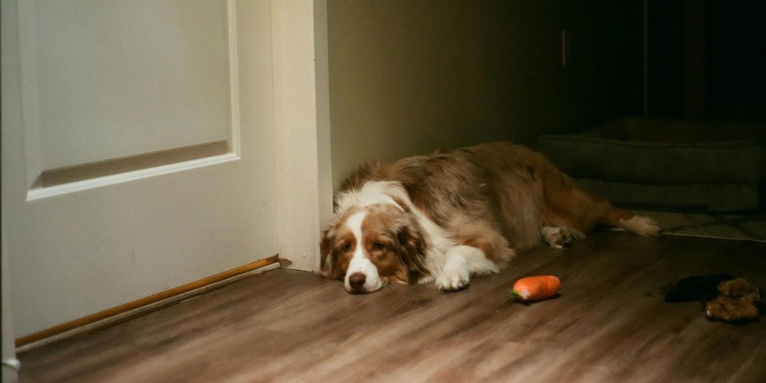 «Не подходи ко мне»: 5 ситуаций, когда человек принимает поведение собаки за обиду