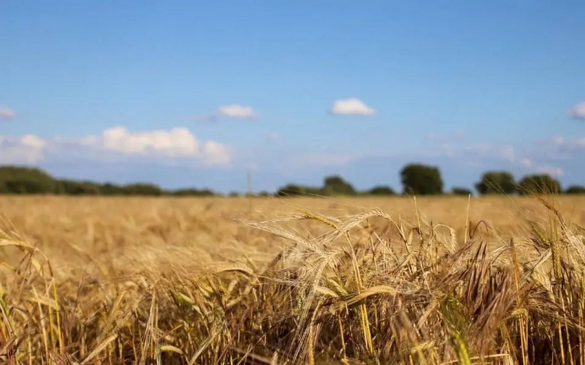    В Тамбовской области стартовал электронный аукцион на право аренды сельскохозяйственных земель Фото – ru.freepik.com