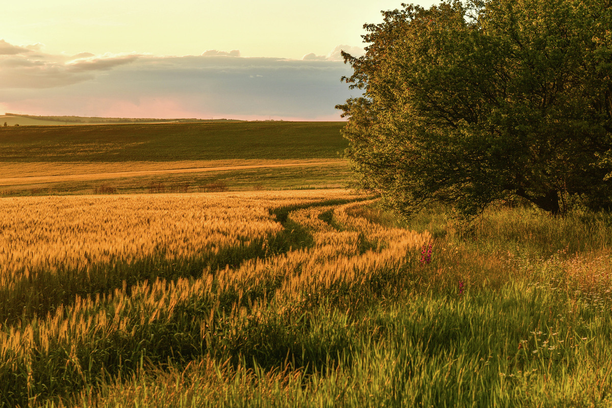 Поле в Крыму
© Туристический портал Республики Крым, Константин Крестьянинов