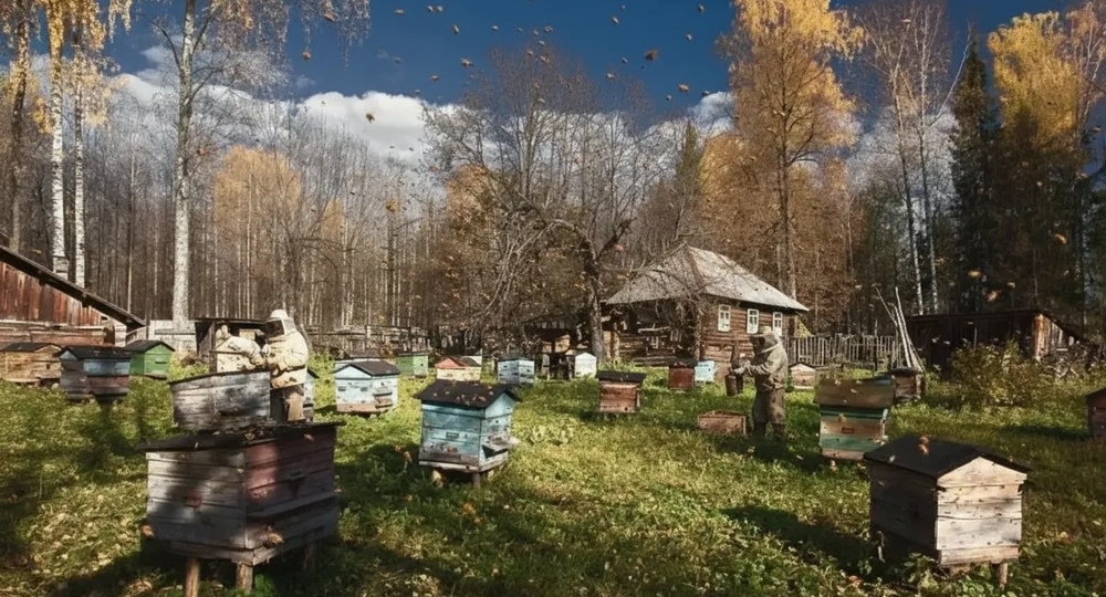 Осеннее формирование пчелиного гнезда