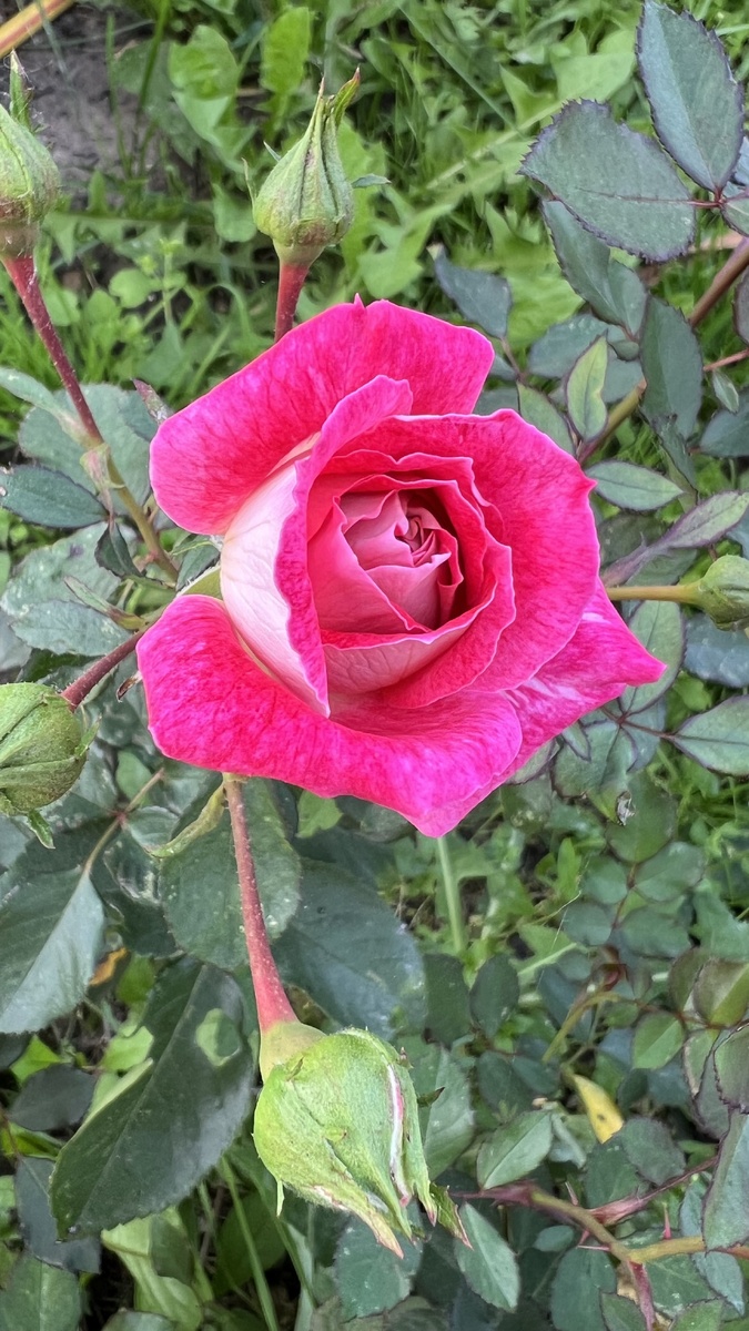 Продолжают радовать розы😍