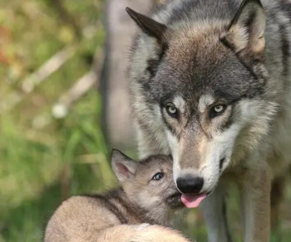 Фото из Яндекса