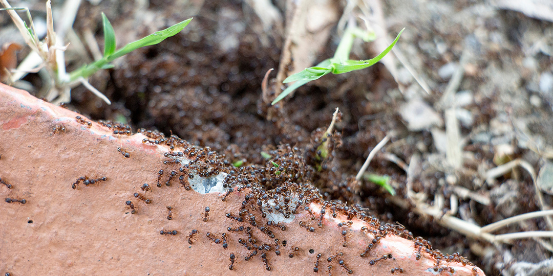 Избавлюясь от муравьёв на участке навсегда: 3 рабочих способа