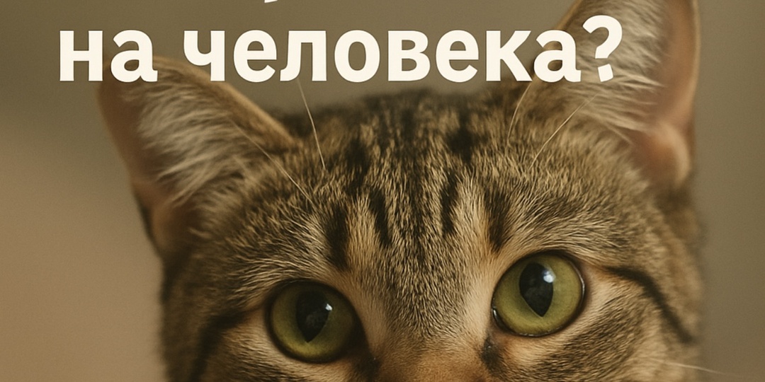 Может ли у кошек быть аллергия на человека?