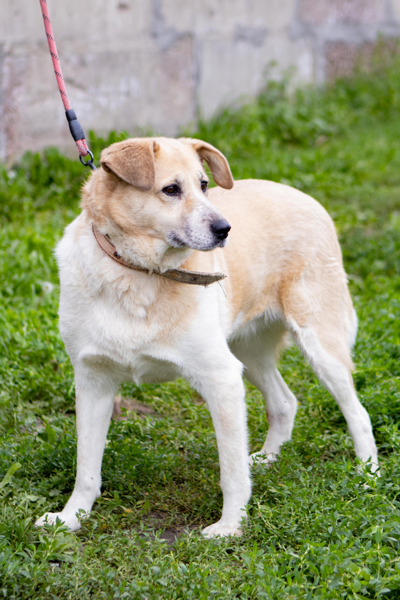 Хозяин больше не вернулся...