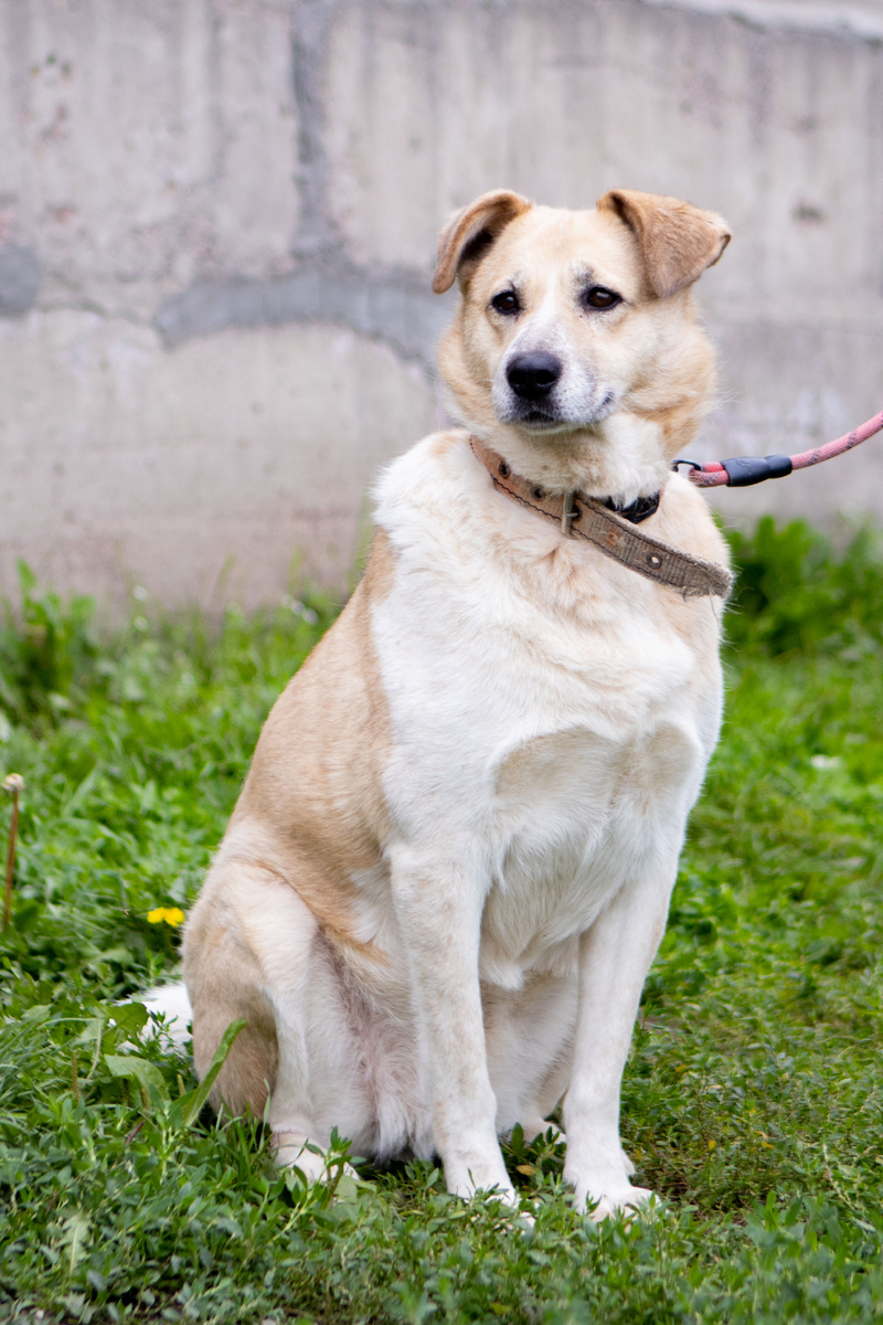 Он просто забыл о существовании своей верной спутницы.