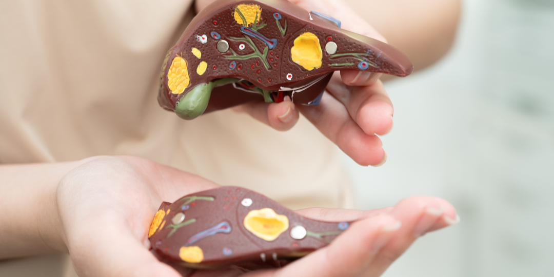 Гепатит С и печень: что происходит внутри, от фиброза до цирроза