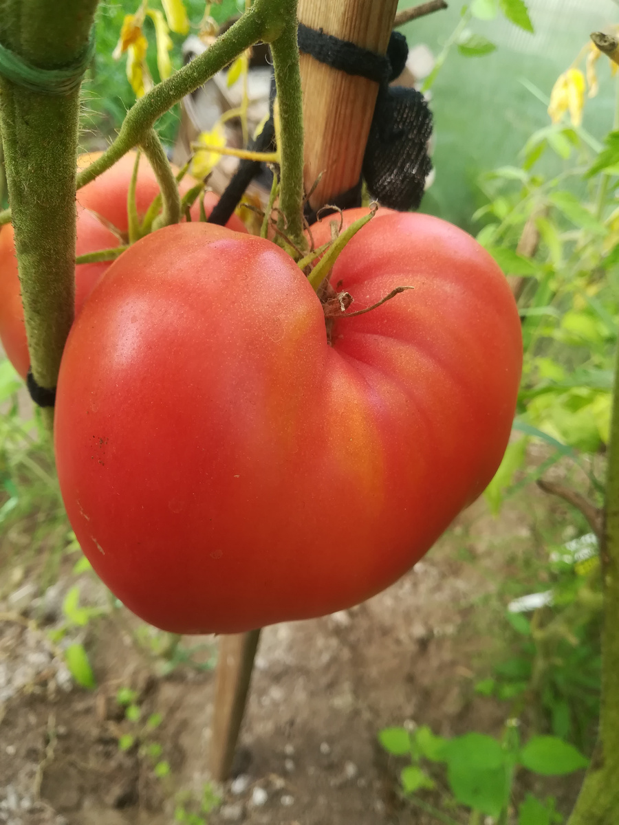 Крупноплодный сорт "Шапка Мономаха" в теплице
