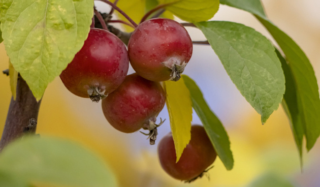    Фото: pixabay.com