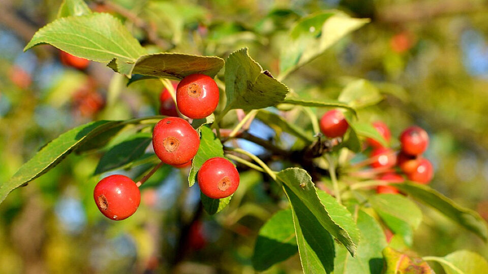 Фото: pixabay.com