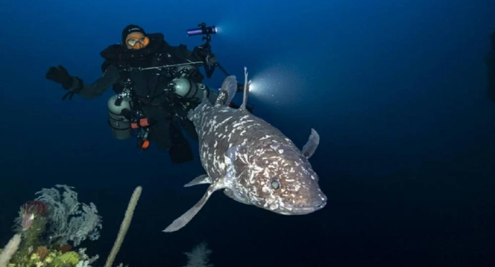 Латимерия — окно в мезозой: реликт, сгинувший 70 млн лет назад снова жив