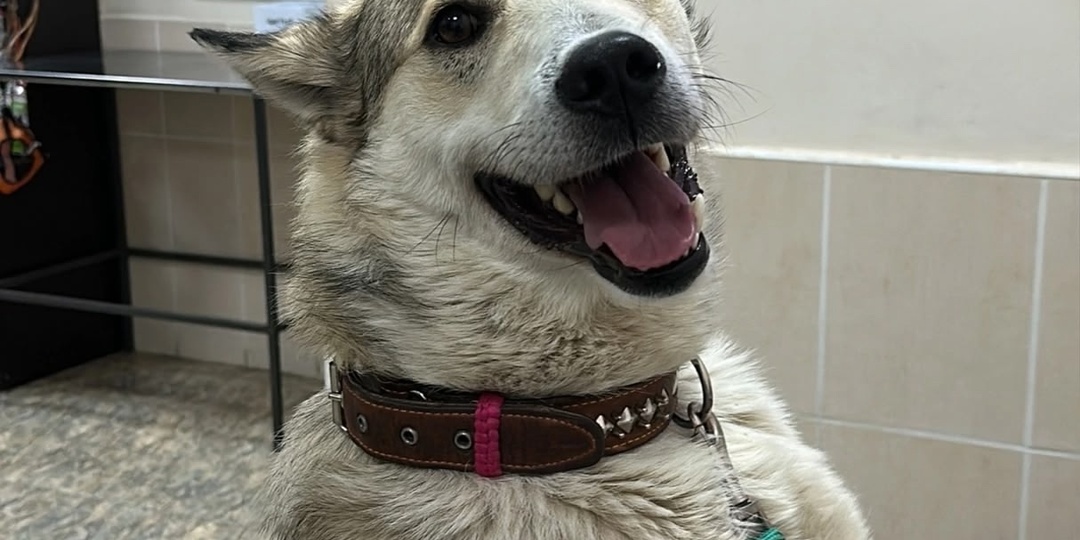 🆘 Бароша/Беляш! 🙏 Бессердечный водитель сбил доброго пса и скрылся! 💔