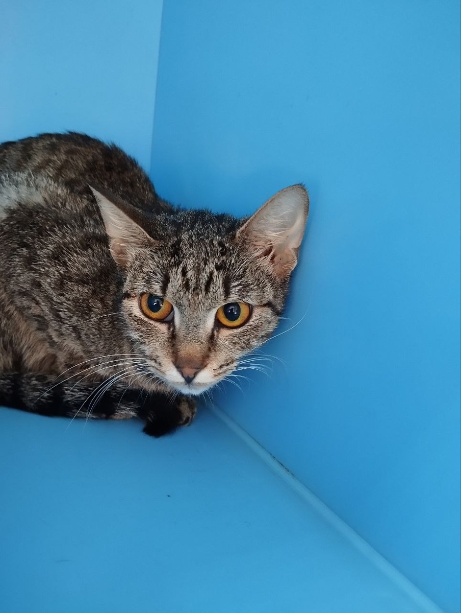 Мариса очень надеется, что и её заметят, насмотря на её скромный полосатый окрас