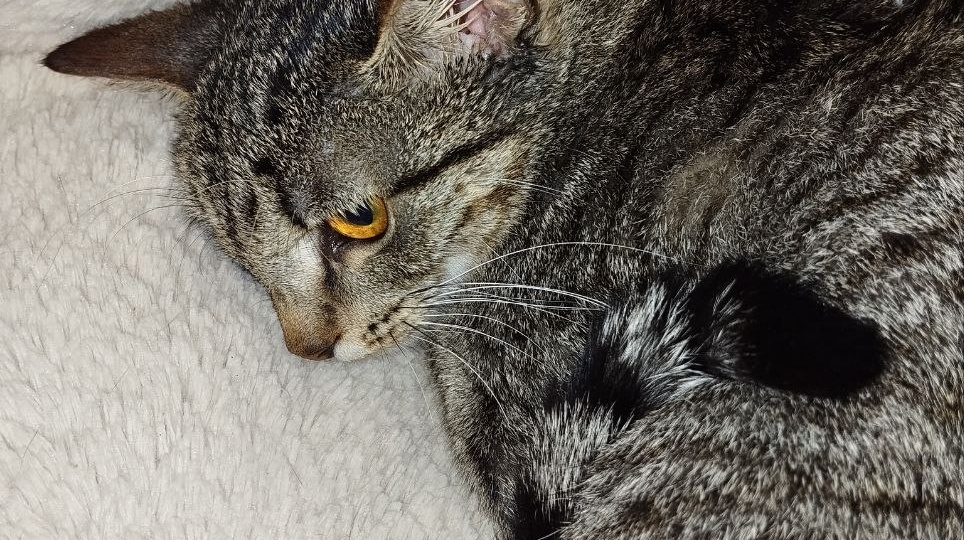 Милая, нежная, напуганная девочка. Как мы ни пытались срочно найти ей дом, наш sos-пост не сработал