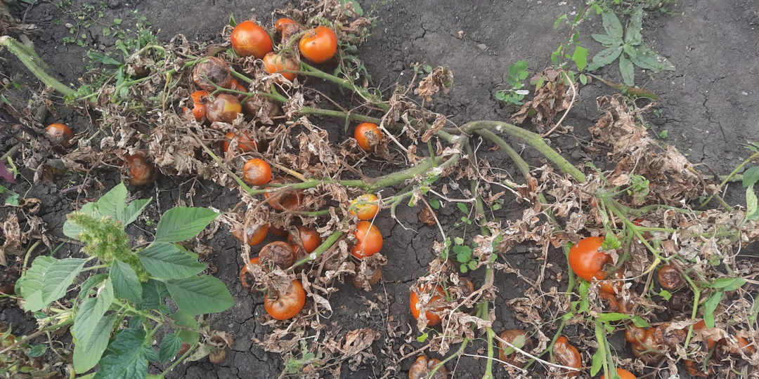 Чем обработать почву после томатов, чтобы остановить фитофтору