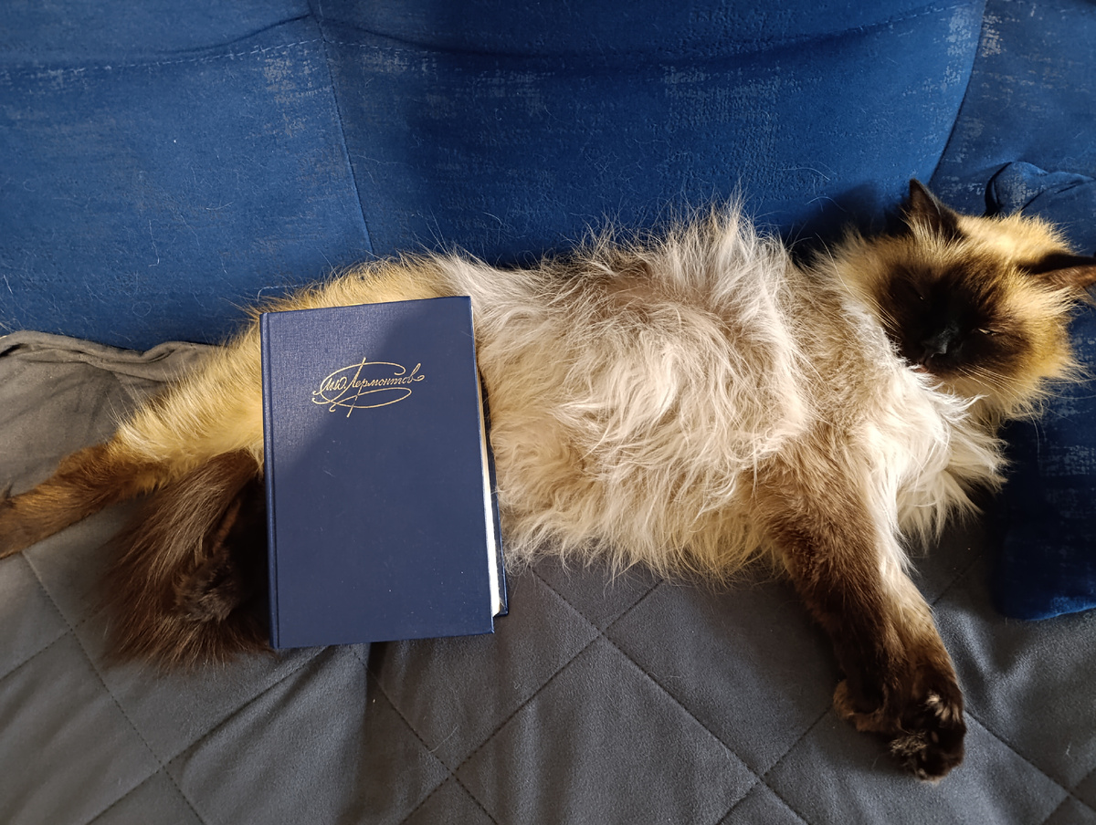 Книгу из школьной библиотеки сегодня рекомендует Джессика. 