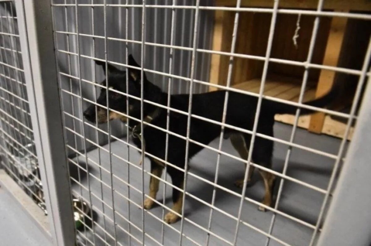    В Ярославле открылся приют для животных