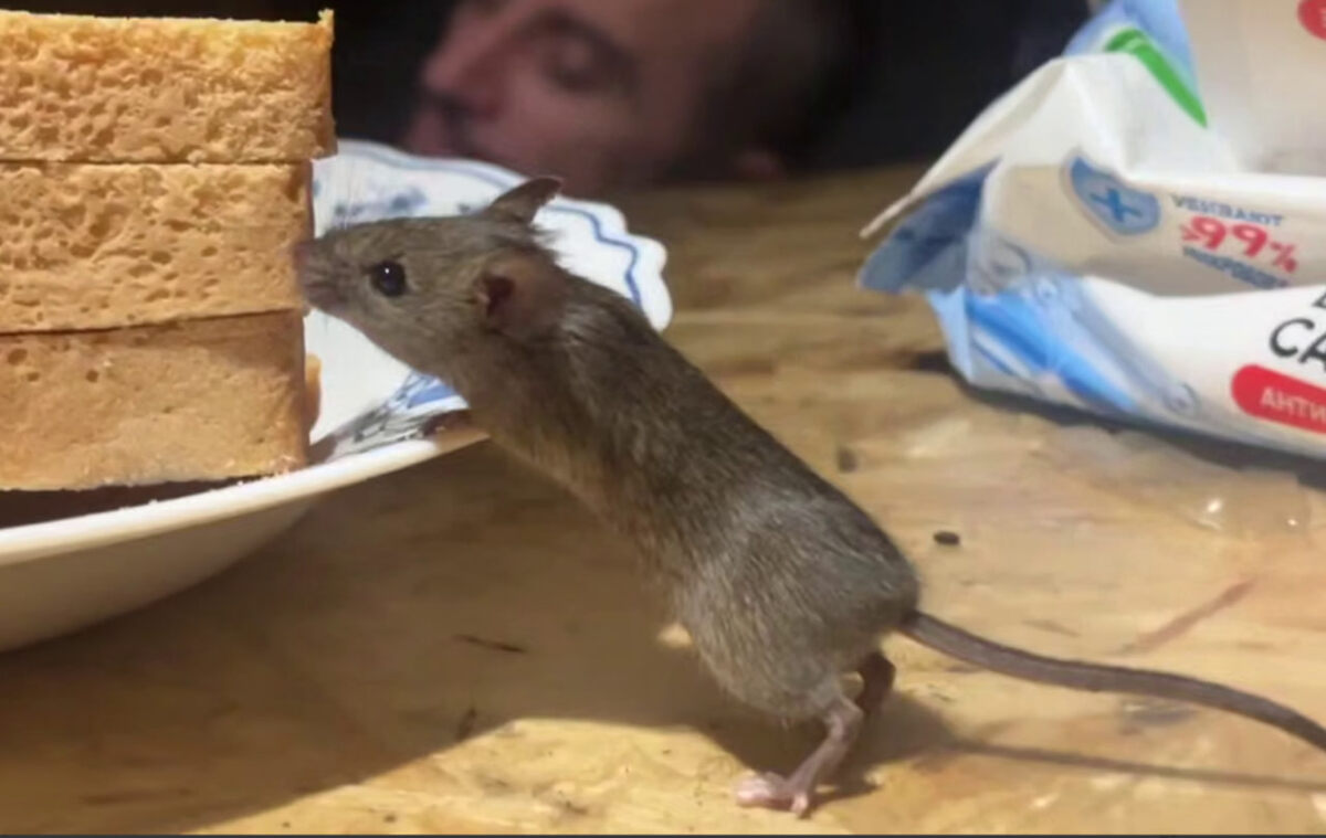    скриншот видео с телеграм-канала "ШАМА | СПЕЦНАЗ "АХМАТ"