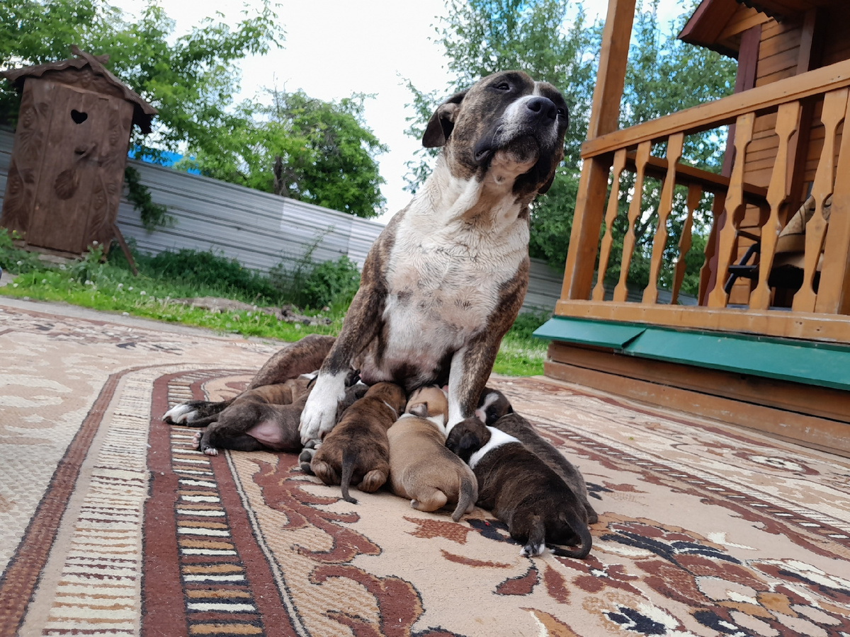 Ева и ее первые детки