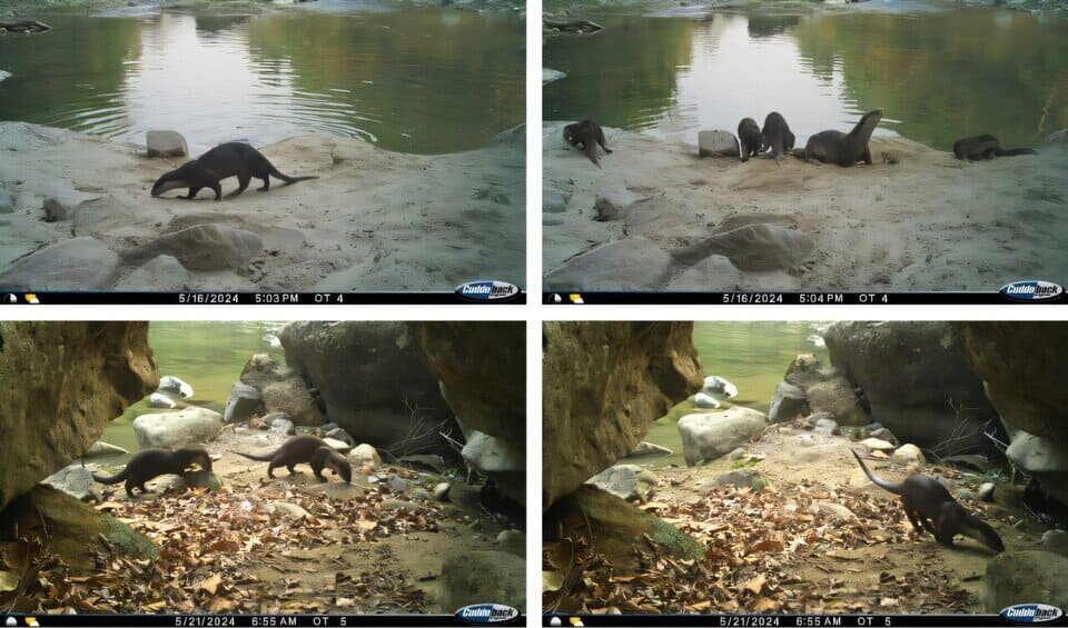   Nishant Bhardwaj et al. / Journal of Threatened Taxa, 2025