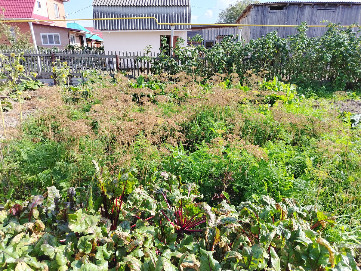 Укроп созрел. 