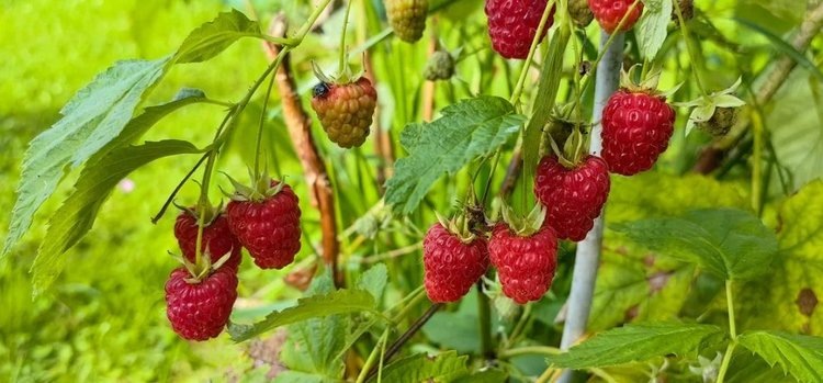    Фото: Лукьянов Дмитрий, AgroXXI.ru