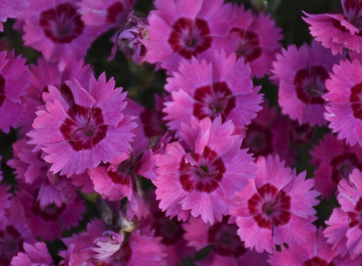 Раскрасила раннюю весну в саду в розовые тона: новый сорт гвоздики для моих бордюров и кашпо